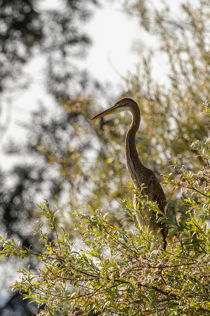 Héron pourpré dans les saules